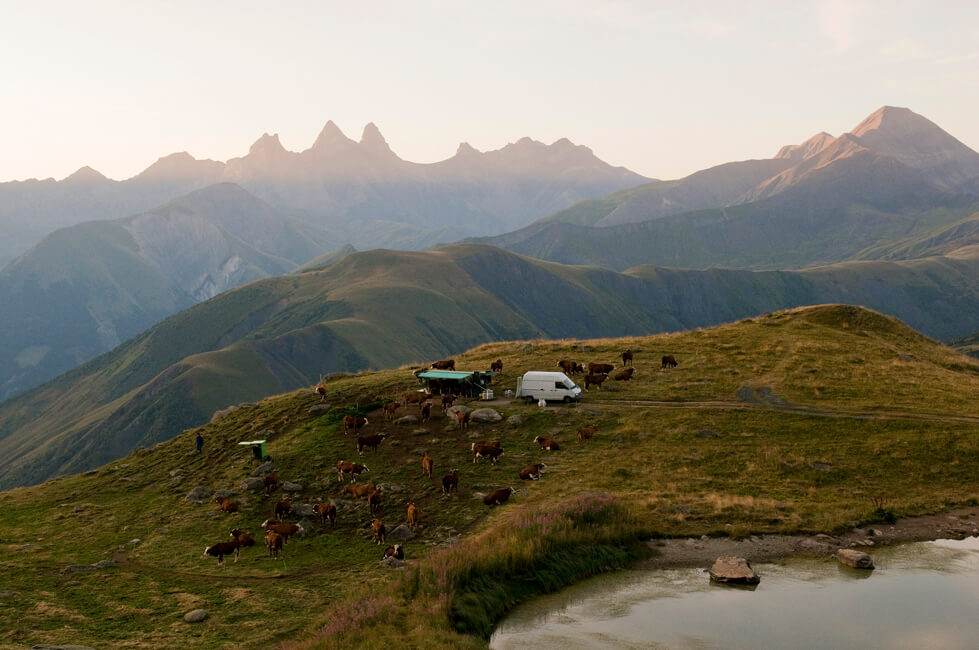 vaches brunes avec un camion et un paysage de montagne