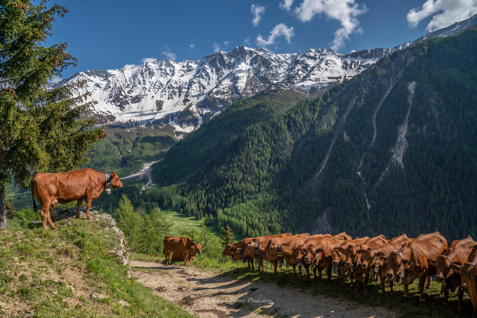 Vaches brunes au sein d'un paysage de montagne