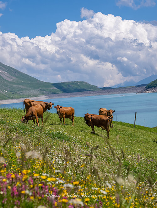 vaches brunes en premier plan avec un lac en arrière plan