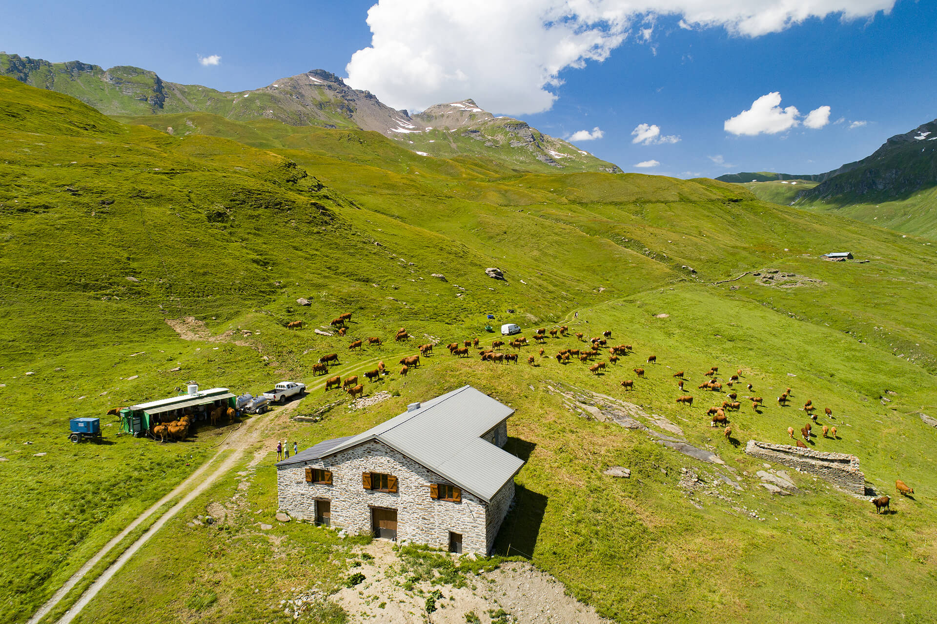 Vu sur l'exploitation et les vaches de l'union des producteurs de beaufort