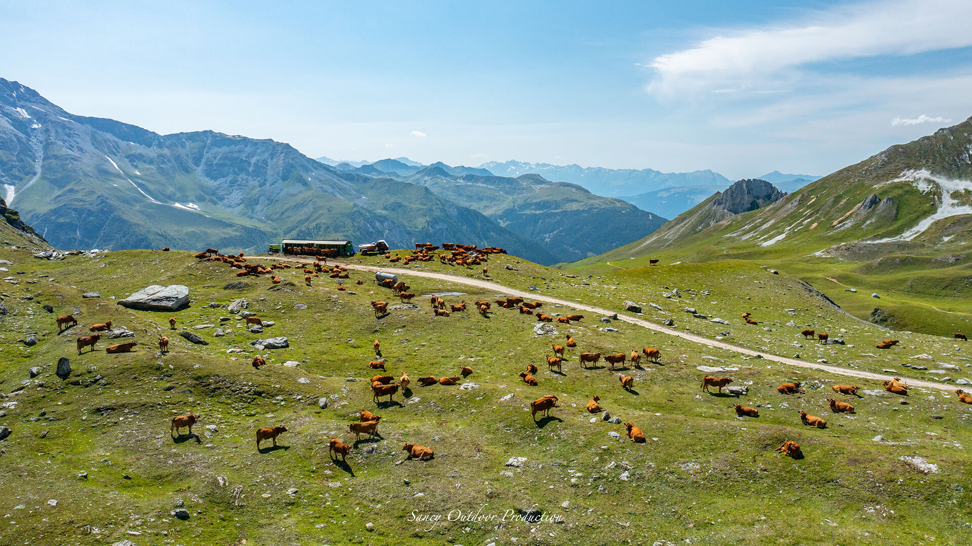 Vaches de savoie lactee