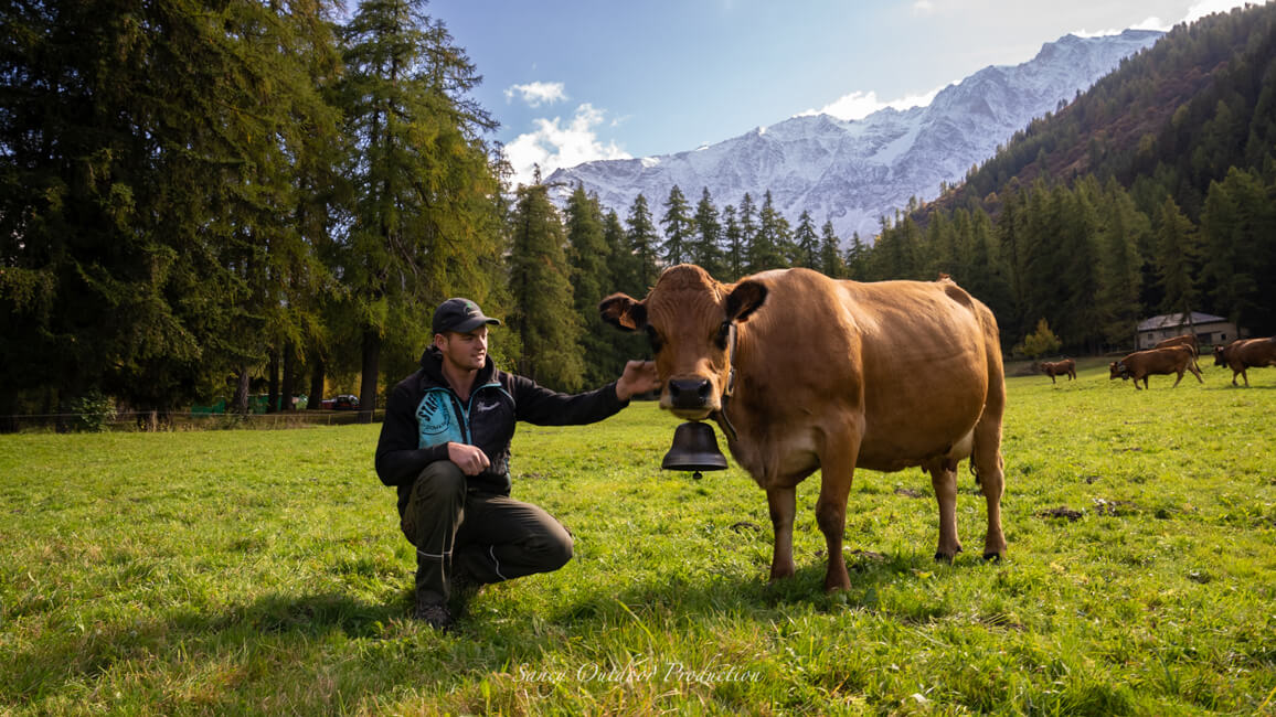 un homme à genou à côté d'une vache brune